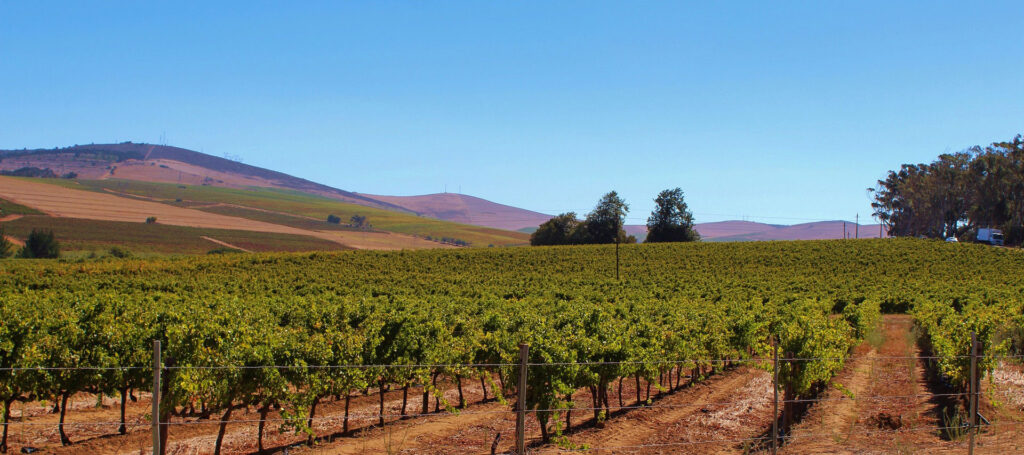 the Cape Winelands